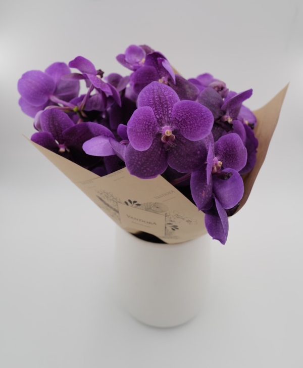 Vandora Purple